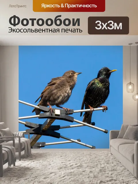 Фотообои Скворцы на антенне