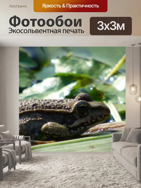 Фотообои Лягушка в озере