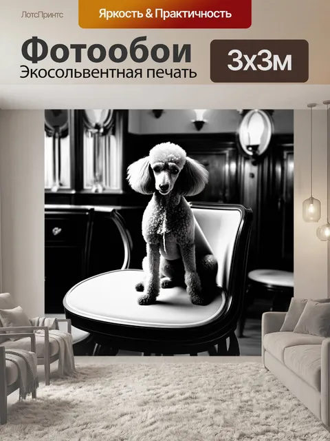 Фотообои стильная черно-белая фотография пуделя