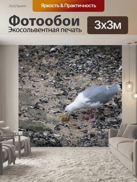 Фотообои Чайка, морская птица, серебристая чайка