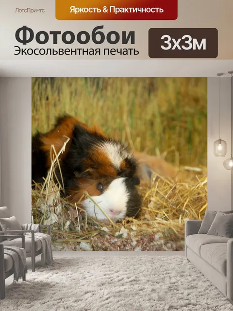 Фотообои Морская свинка