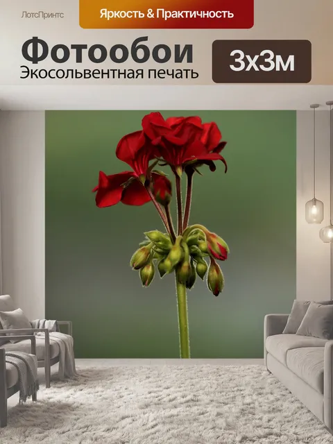 Фотообои Красный цвет герани и бутоны