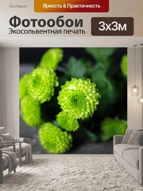 Фотообои Хризантема