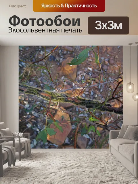 Фотообои зеленые волосатые гусеницы на ветке