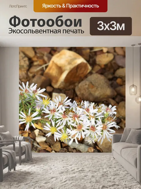 Фотообои Дикие Астры и Лошадь