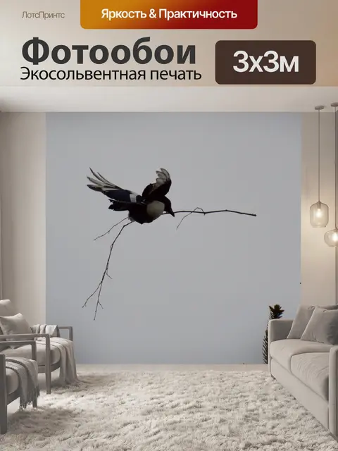 Фотообои Сорока