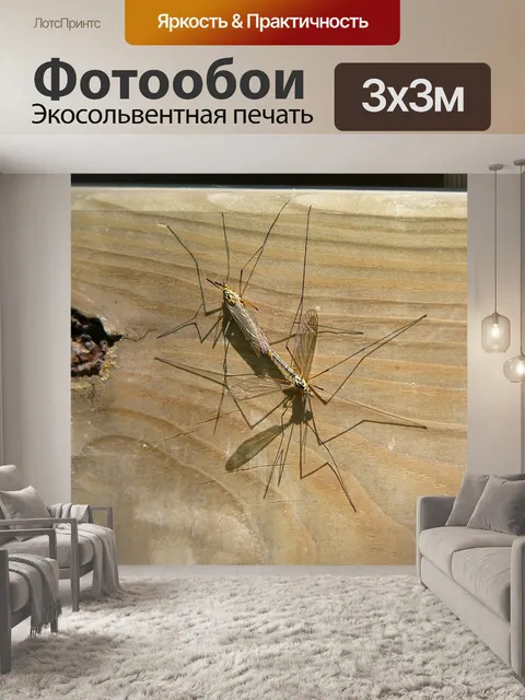 Фотообои Комар