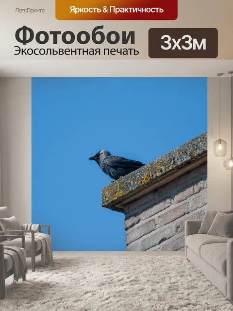 Фотообои Галка, птица, певчая птица