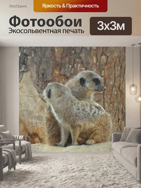 Фотообои Сурикат