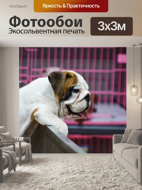 Фотообои Бульдог