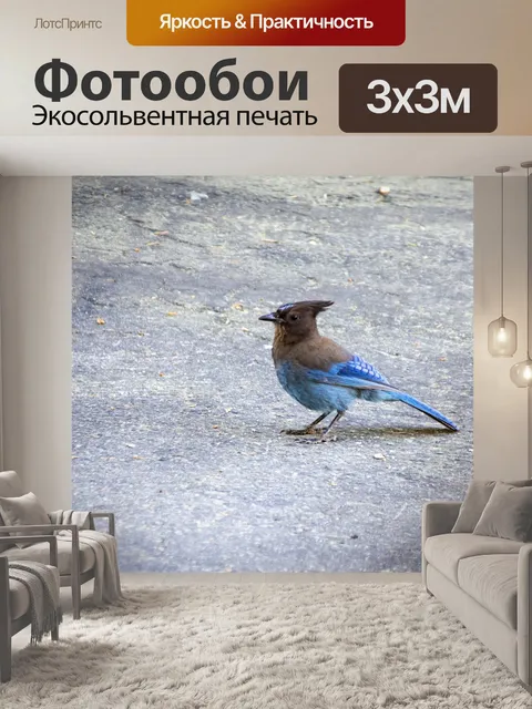 Фотообои голубая сойка