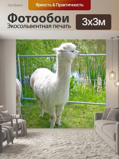 Фотообои Белый альпаки