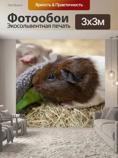 Фотообои Guniea Свинья