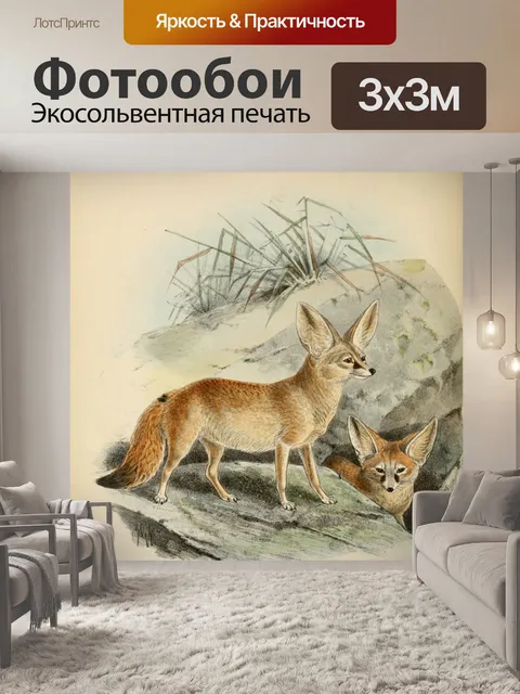 Фотообои Fennec Fox Public Domain