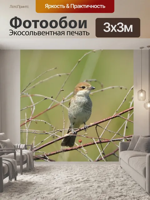 Фотообои Красные спины