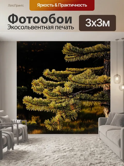 Фотообои сосновый лес в золотом свете заката, где ветви сосен обрамляют тёмный фон возвышающимися силуэтами