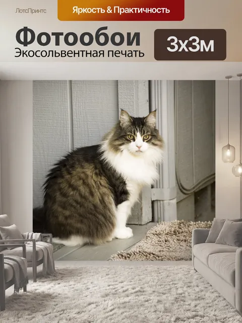 Фотообои Мейн-кун кошка