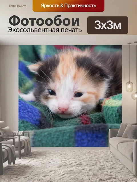Фотообои Красивая кошка