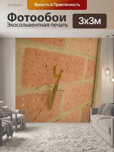 Фотообои Богомол
