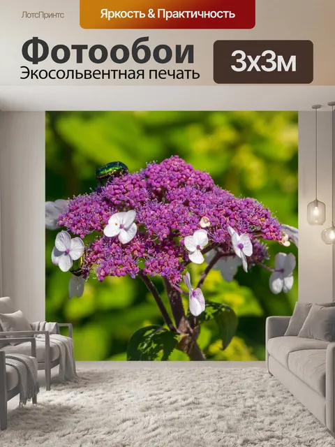Фотообои Тарелка гортензия