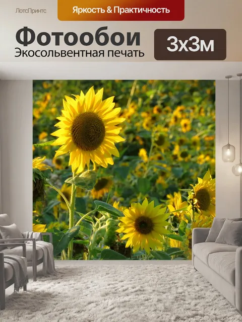 Фотообои Подсолнух