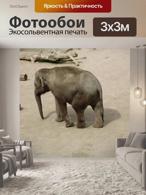 Фотообои Слон
