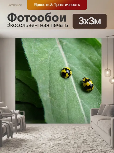 Фотообои Божьи коровки