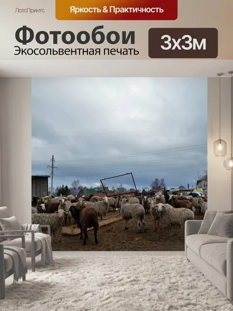 Фотообои Овцы
