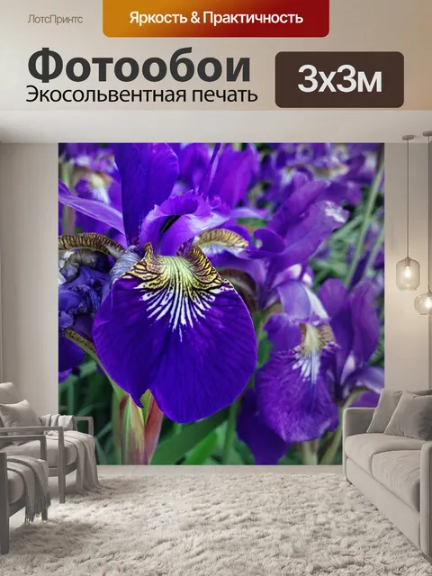 Фотообои Фиолетовый