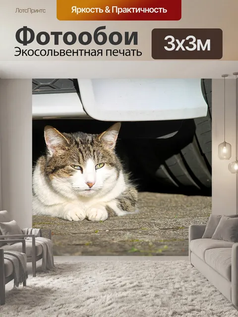 Фотообои Кот