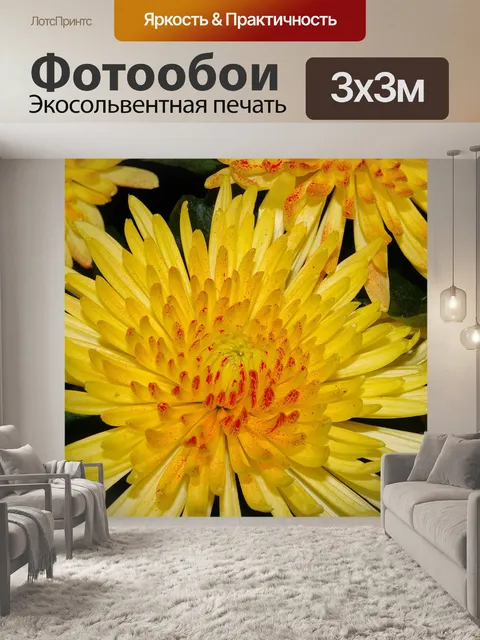 Фотообои Хризантемы