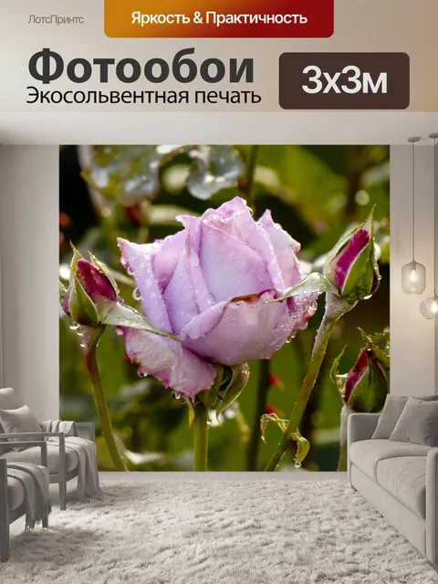 Фотообои Влажные розовые розы Крупным планом