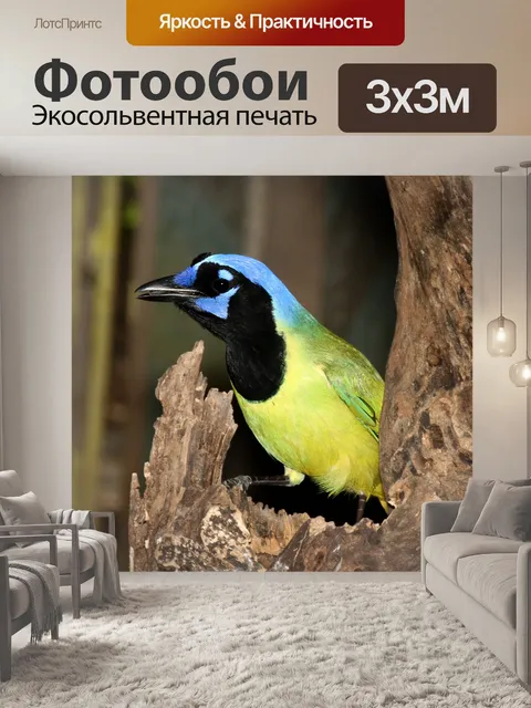 Фотообои Зеленая сойка