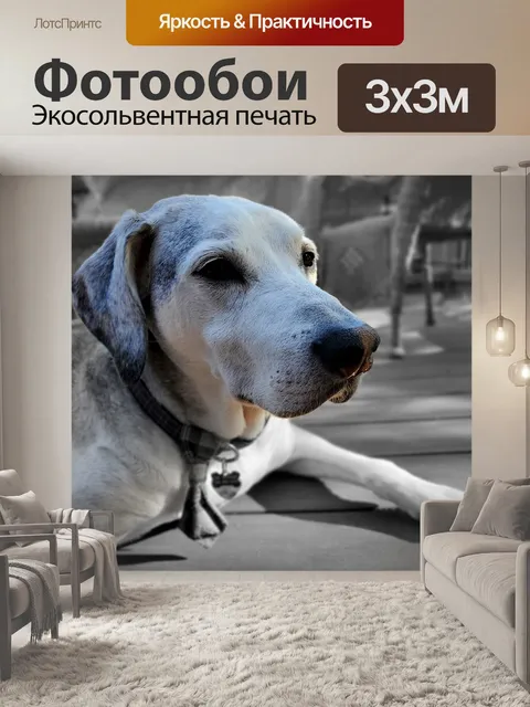 Фотообои Собака