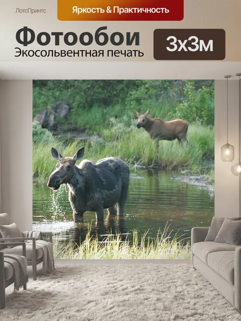 Фотообои Лось