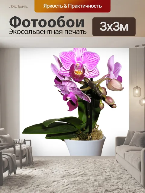 Фотообои Орхидея