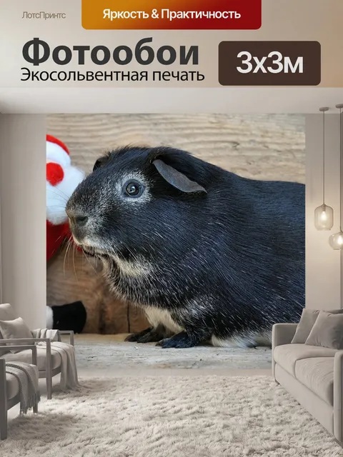 Фотообои Морская свинка
