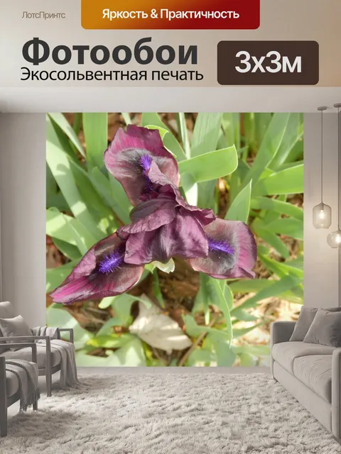 Фотообои Фиолетовый Ирис