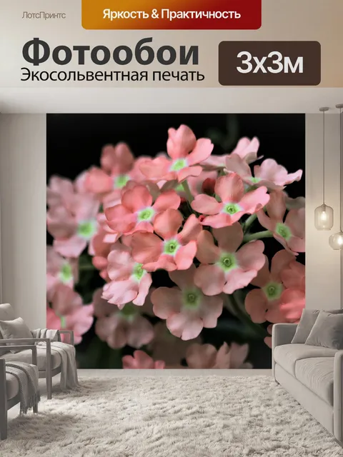 Фотообои Розовые цветы вербены крупным планом