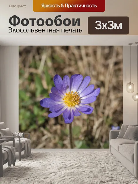 Фотообои Фиолетовый Каролина Анемон Уайлдфлауэр