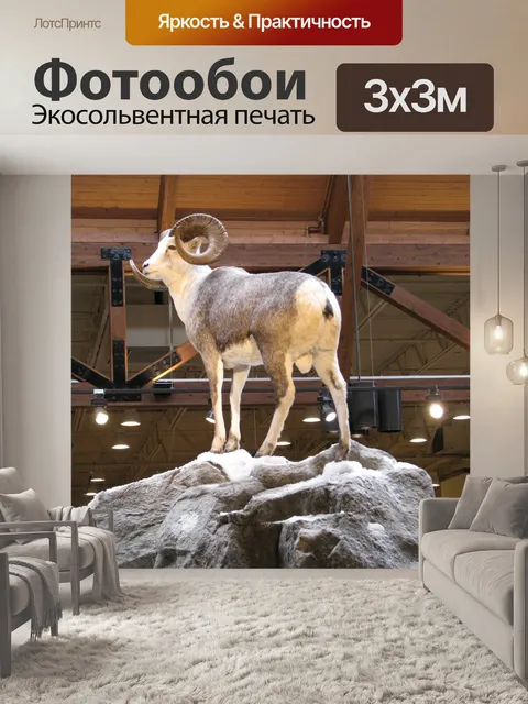 Фотообои Овцы долла