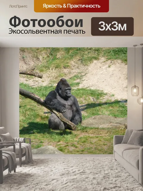 Фотообои Горилла
