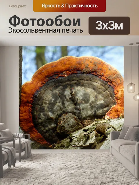 Фотообои Губка для дерева с красными краями