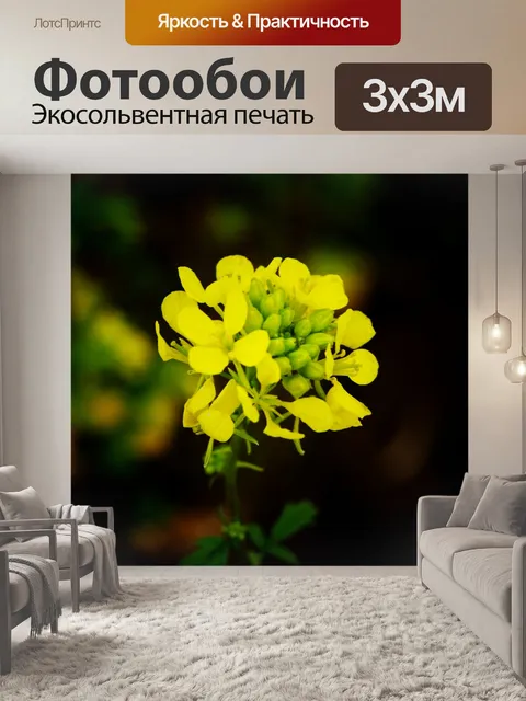 Фотообои Желтый Рапс Цветок
