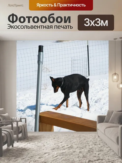 Фотообои Барт Doberman
