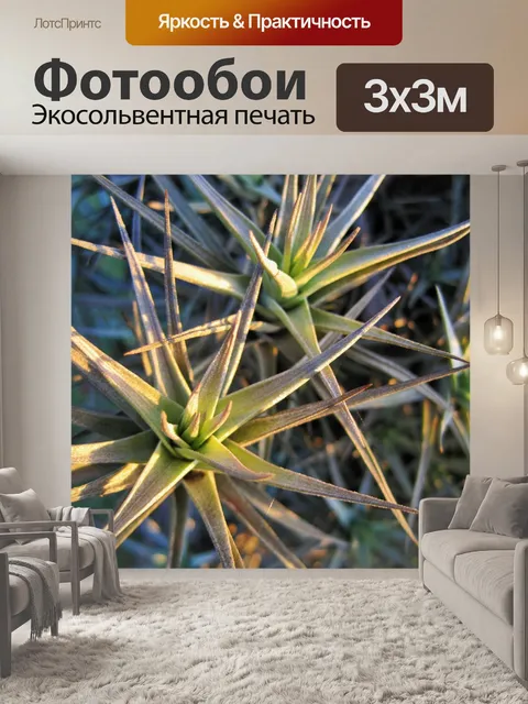 Фотообои Эпифит в солнечном свете