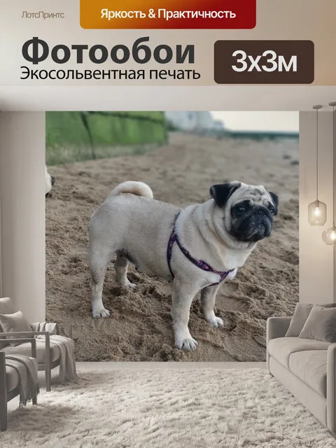 Фотообои Мопс