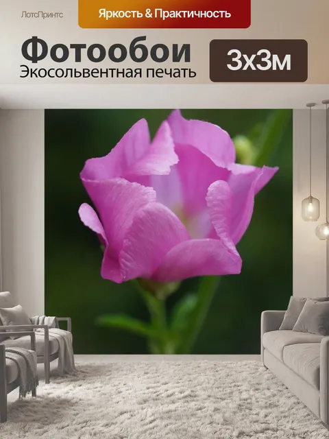 Фотообои Цветок мальвы розовый