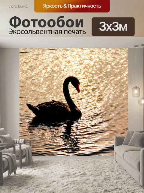 Фотообои черный лебедь в вечернем свете