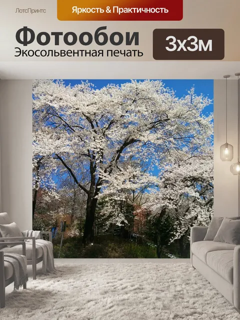 Фотообои Сакура